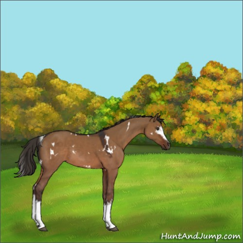 Horse Color:White Spotted Liver Red Dun Rabicano 