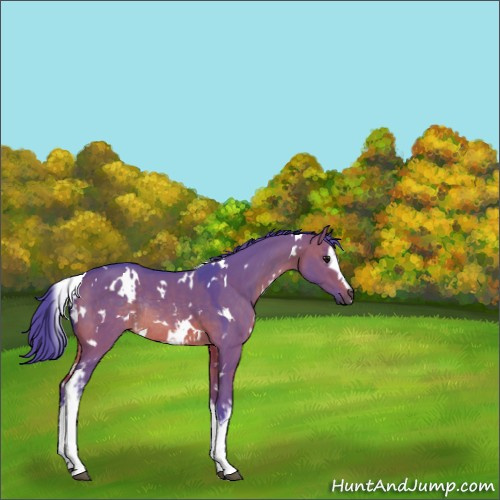Horse Color:Watercolor White Spotted Brown Dun Rabicano 