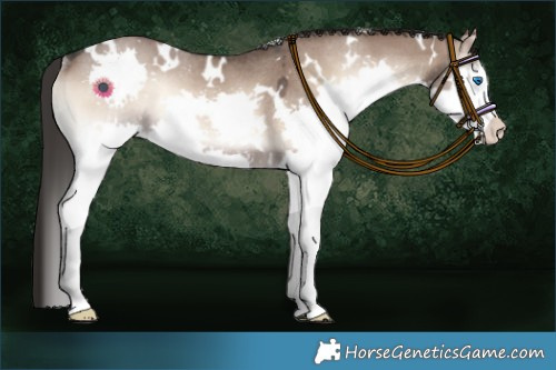 Horse Color:White Spotted Liver Red Dun Roan Onyx Splash Rabicano 