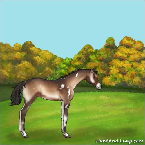 Horse Color:White Spotted Liver Red Onyx Rabicano 