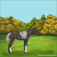 Horse Color:Silver Black Tobiano 