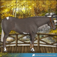 Horse Color:Silver Black Tobiano 