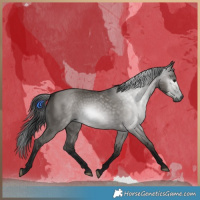 Horse Color:Gray Grullo 