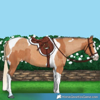 Horse Color:Bay Splash Tobiano Appaloosa  and Chestnut Splash Tobiano Appaloosa 