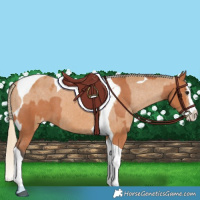 Horse Color:Bay Splash Tobiano Appaloosa  and Chestnut Splash Tobiano Appaloosa 
