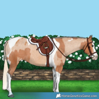 Horse Color:Bay Splash Tobiano Varnish  and Chestnut Splash Tobiano Varnish 