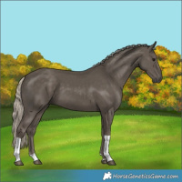 Horse Color:Silver Smoky Black Tobiano 