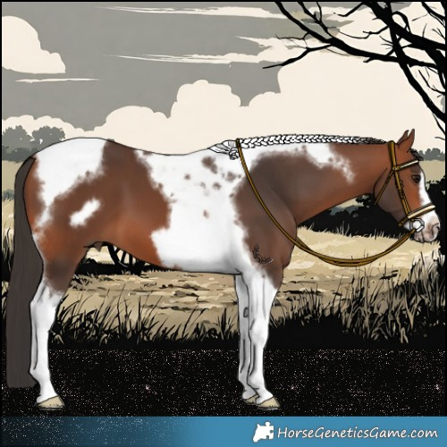 Horse Color:Bay Tobiano Frame 