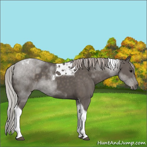 Horse Color:Silver Black Tobiano