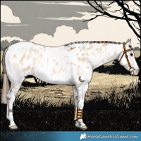 Horse Color:Bay Onyx Sabino Tobiano Near Leopard 