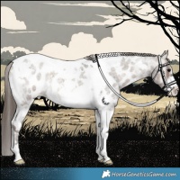 Horse Color:Grullo Roan Onyx Tobiano Frame Near Leopard 