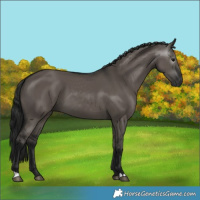 Horse Color:Gray Grullo 