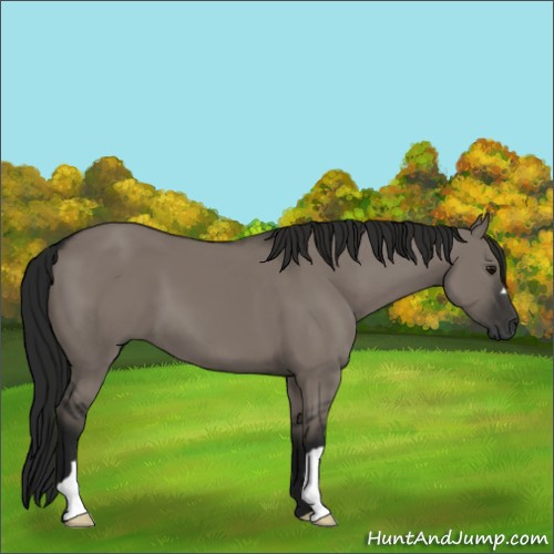 Horse Color:Gray Grullo 