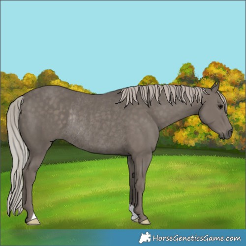 Horse Color:Silver Black Rabicano 