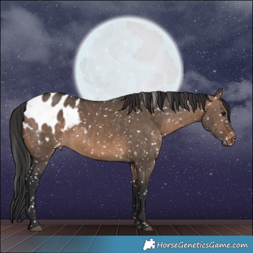 Horse Color:White Spotted Brown Dun Appaloosa 