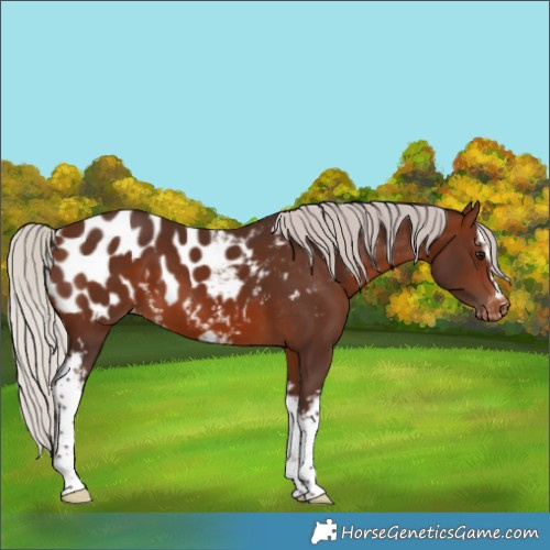 Horse Color:White Spotted Silver Brown Appaloosa 