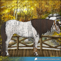 Horse Color:Blue Ice Roan and Classic Champagne Ice Roan