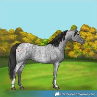 Horse Color:Blue Ice Roan and Smoky Blue Ice Roan