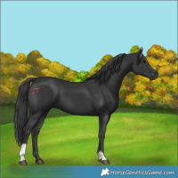 Horse Color:Black Tobiano 