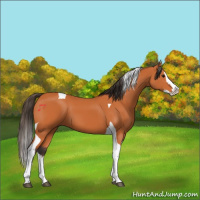 Horse Color:Bay Splash Tobiano 