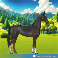 Horse Color:Liver Chestnut Tobiano