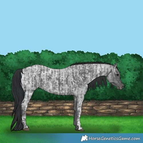 Horse Color:Black Ice  and Blue Ice Roan 