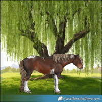 Horse Color:Liver Chestnut Tobiano 