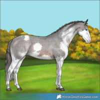 Horse Color:White Spotted Brown Splash Appaloosa 