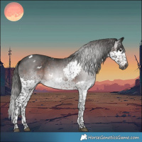 Horse Color:Gray White Spotted Brown Splash Tobiano Appaloosa 