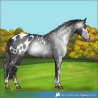 Horse Color:Gray White Spotted Liver Chestnut Appaloosa 