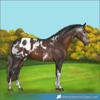 Horse Color:Gray Liver Chestnut Mushroom Sabino Tobiano Appaloosa 