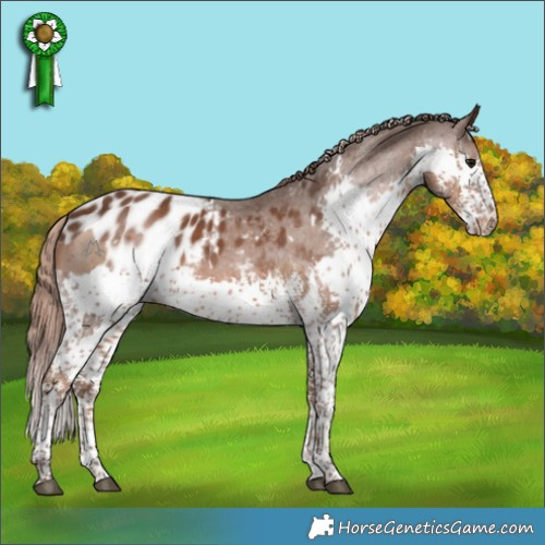 Horse Color:White Spotted Black Pearl Sabino Rabicano  and White Spotted Liver Chestnut Splash Appaloosa Rabicano 