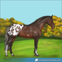Horse Color:White Spotted Liver Chestnut Mushroom Tobiano Appaloosa 