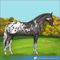 Horse Color:White Spotted Liver Chestnut Mushroom Appaloosa Rabicano 