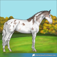 Horse Color:White Spotted Liver Chestnut Mushroom Splash Tobiano Appaloosa 