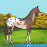 Horse Color:White Spotted Brown Mushroom Tobiano Appaloosa 