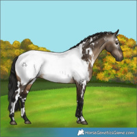 Horse Color:Gray White Spotted Brown Dun Appaloosa 