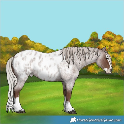 Horse Color:Silver Blue Roan Splash Appaloosa 