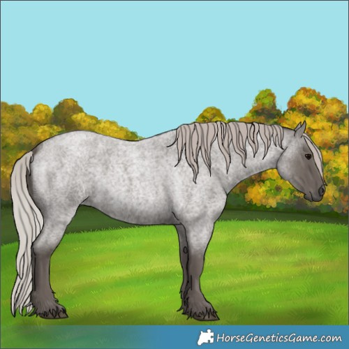 Horse Color:Silver Blue Roan 