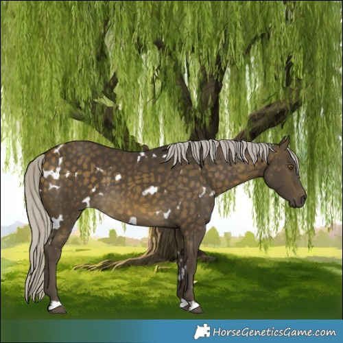 Horse Color:White Spotted Silver Buckskin Rabicano 