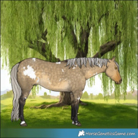 Horse Color:White Spotted Silver Buckskin Dun Rabicano 