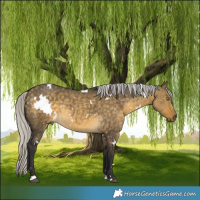 Horse Color:White Spotted Silver Buckskin Dun Rabicano