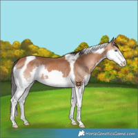 Horse Color:Bay Splash Tobiano 