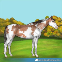 Horse Color:Bay Splash Tobiano 