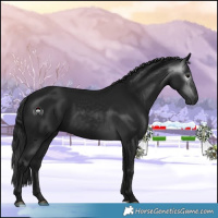 Horse Color:Gray Black 