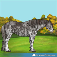 Horse Color:Liver Chestnut  and White Spotted Liver Chestnut 
