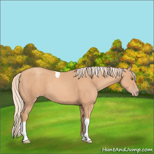 Horse Color:Gold Champagne Tobiano 