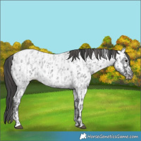 Horse Color:Blue Ice Roan and Blue Ice Roan Near Leopard