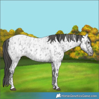 Horse Color:Blue Ice Roan  and Blue Ice Roan Appaloosa 