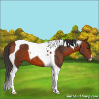 Horse Color:Bay Tobiano 